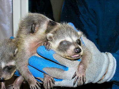 hand holding three baby reccoons
